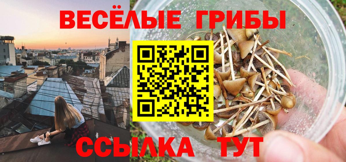 Псилоцибиновые грибы Psilocybe Воркута